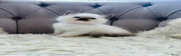 Ragdoll cats for sale: Ragdoll pure breed kittens!!! - Advert 11