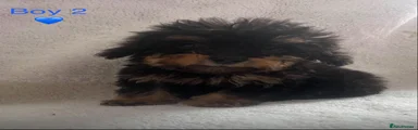 Cockapoo 3