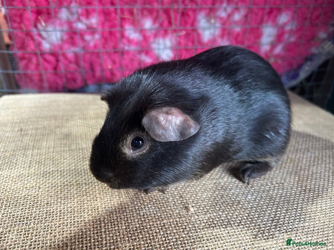 Guinea Pig rodents for sale: Guinea pigs mixed breeds - Advert 6