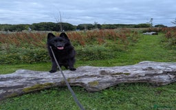 German Shepherd dogs for sale: Prince - Image 2