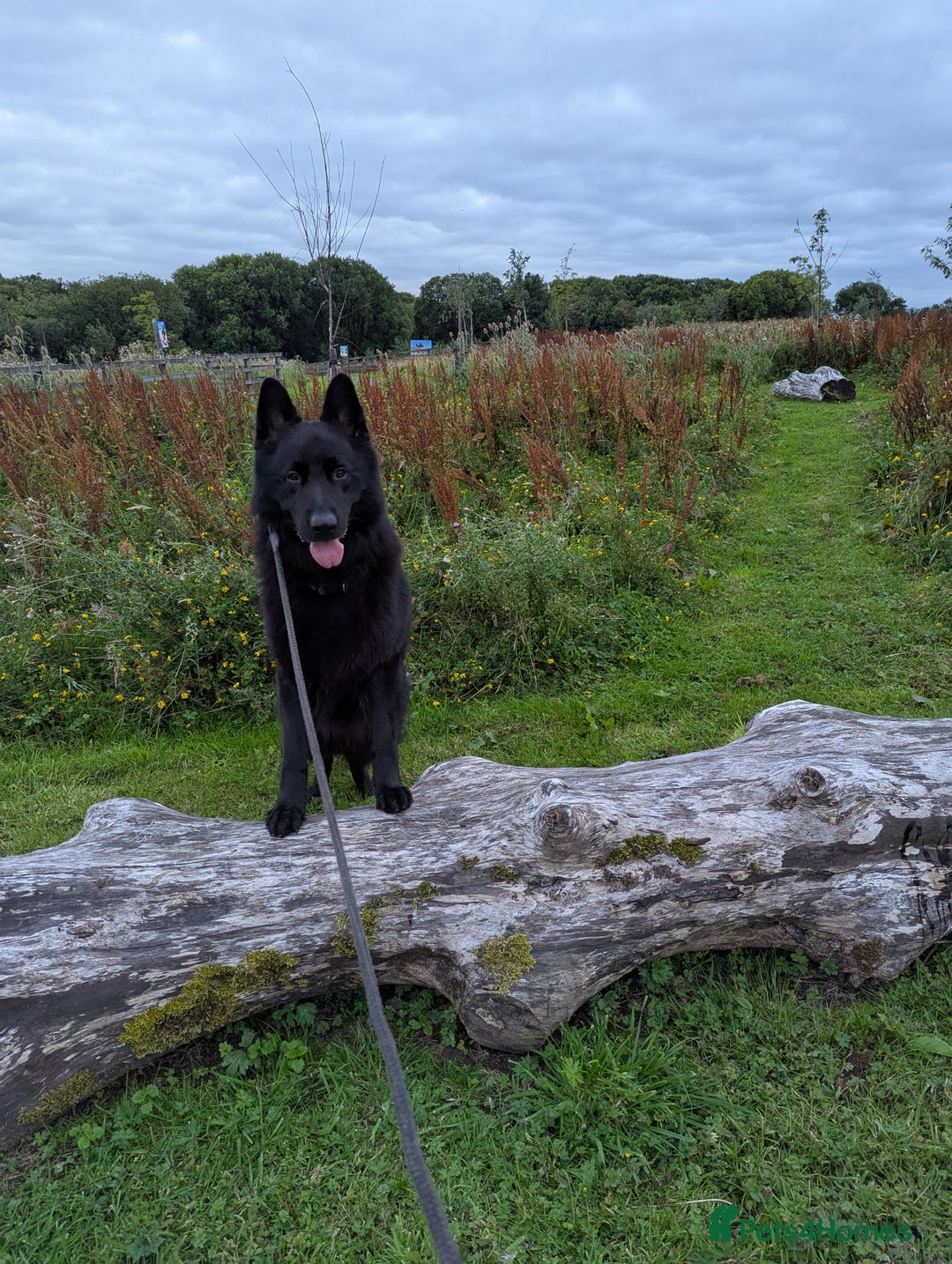 German Shepherd dogs for sale: Prince - Image 2