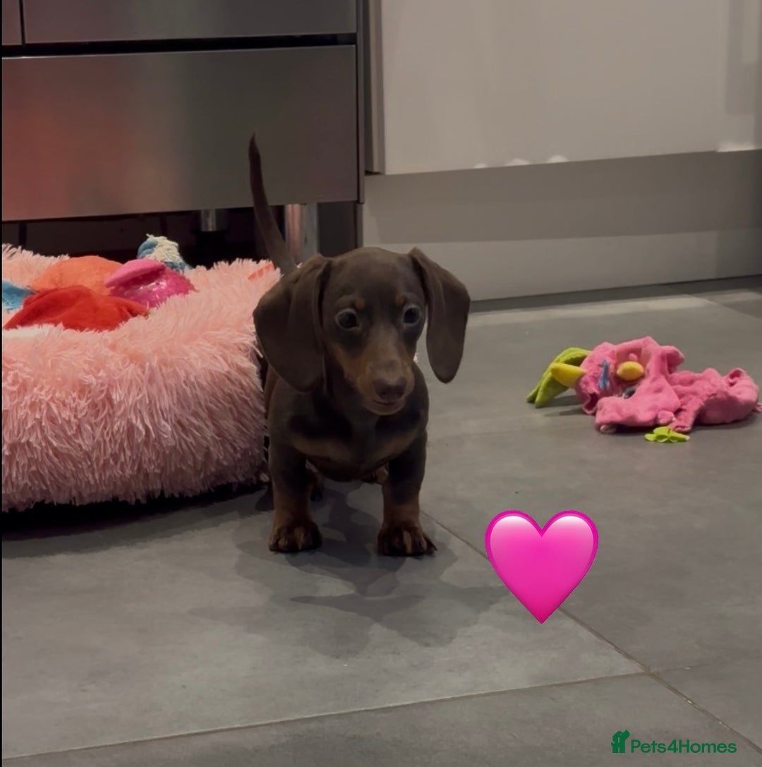 Miniature Dachshund dogs for sale: Miniature Dachshund Girl (Ready for her new home) - Image 2