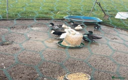 Ducks poultry for sale: 6 beautiful call ducks  - Image 4