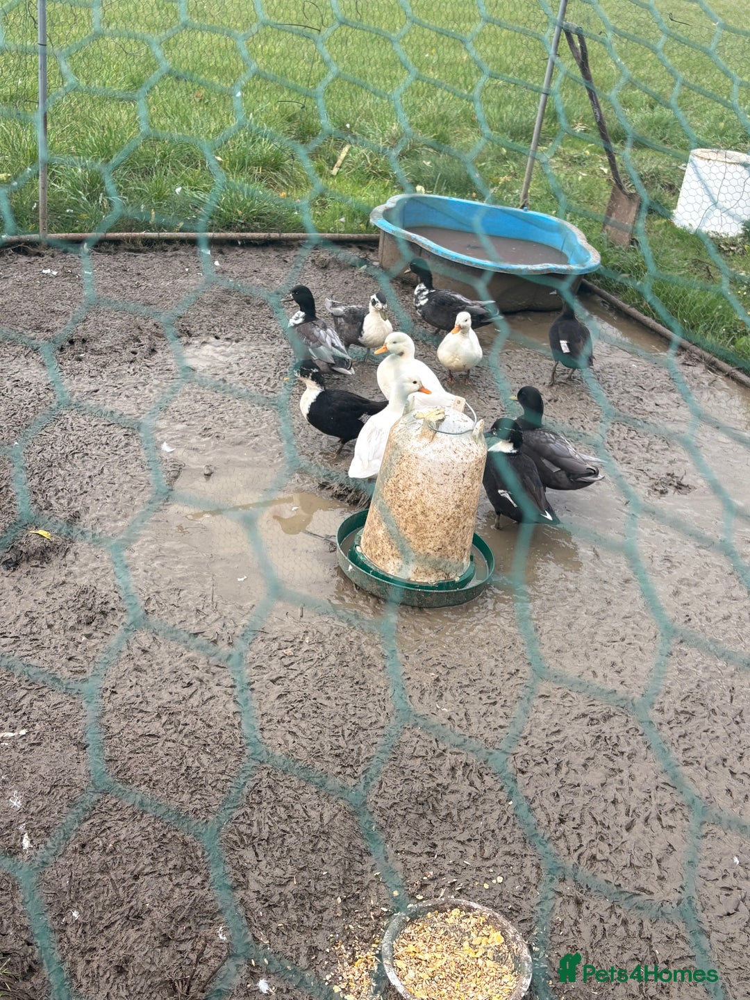 Ducks poultry for sale: 6 beautiful call ducks  - Image 4