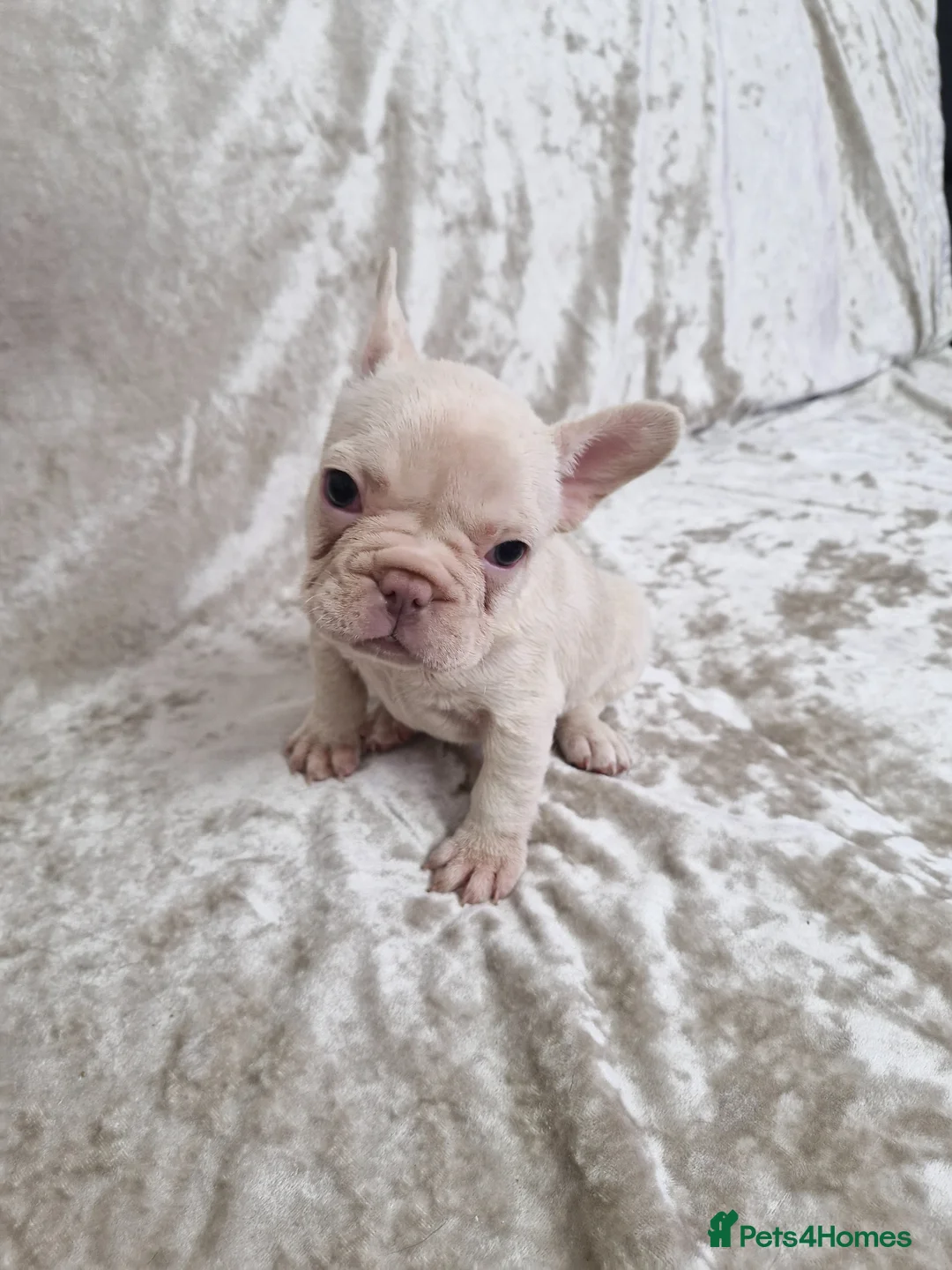 French Bulldog dogs for sale: Last female left French Bulldog Puppies  - Advert 1
