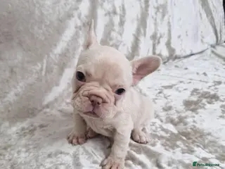 French Bulldog dogs Last female left French Bulldog Puppies - Advert 13