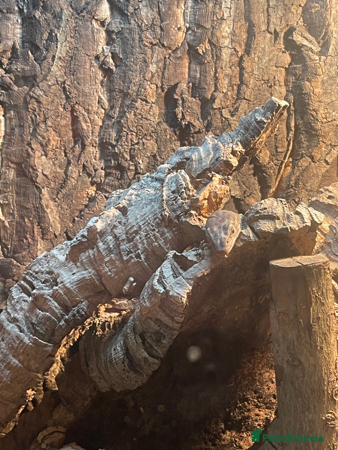 Monitor reptiles for sale: Black-Headed Monitors & Pigmy Mulga Monitors - Advert 13