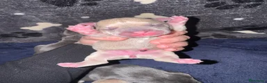 Mixed Breed 3