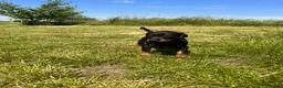 Dobermann dogs for sale: Outstanding Quality Dobermann puppies, KC REG - Advert 7