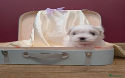 Maltese dogs for sale: Beautiful Small Size Maltese ONLY TWO PUPPIES LEFT - Image 24
