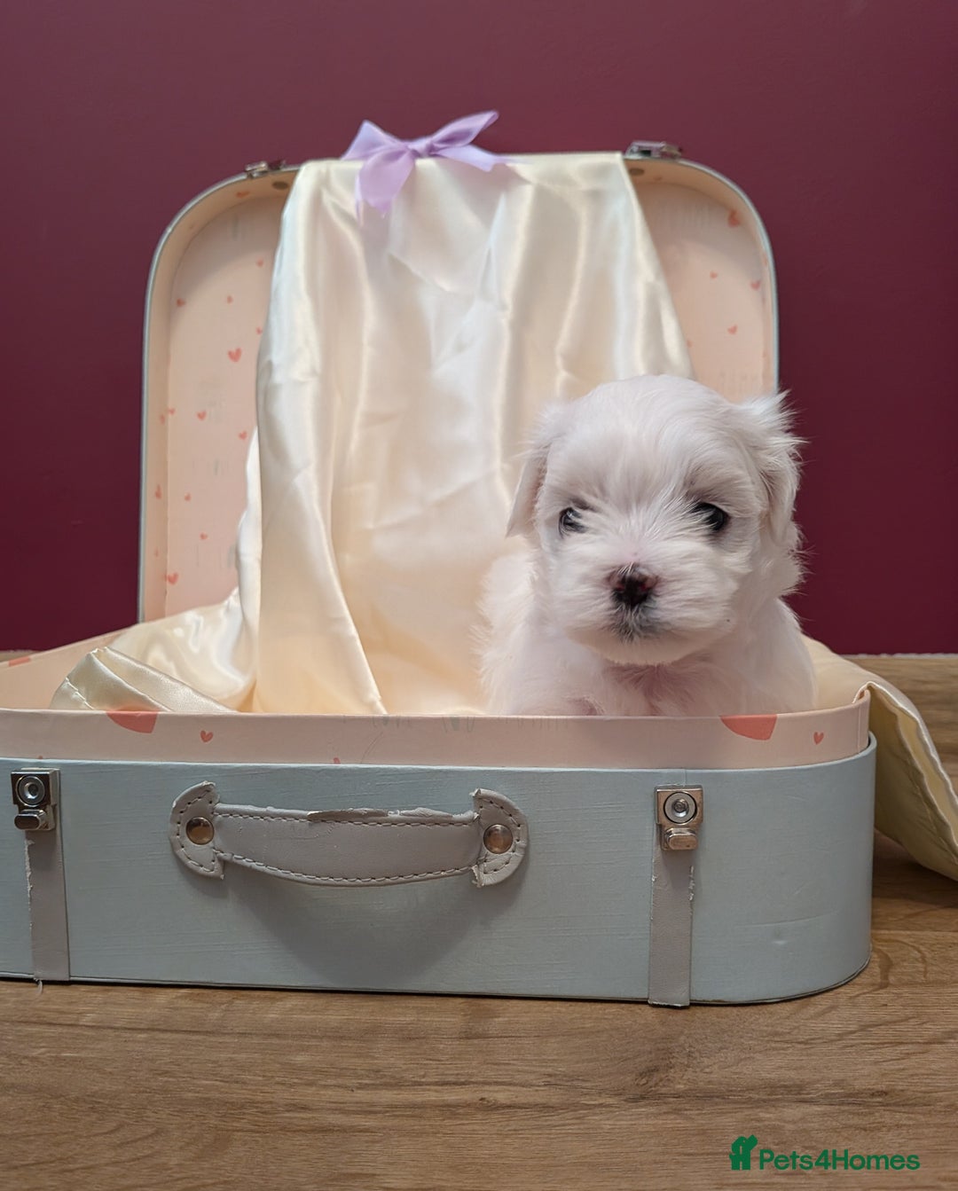 Maltese dogs for sale: Beautiful Small Size Maltese ONLY TWO PUPPIES LEFT - Image 24