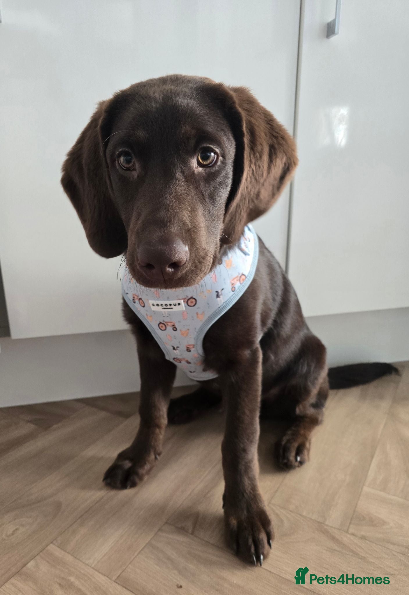 Labradoodle dogs 4 month old labradoodle - Advert 4