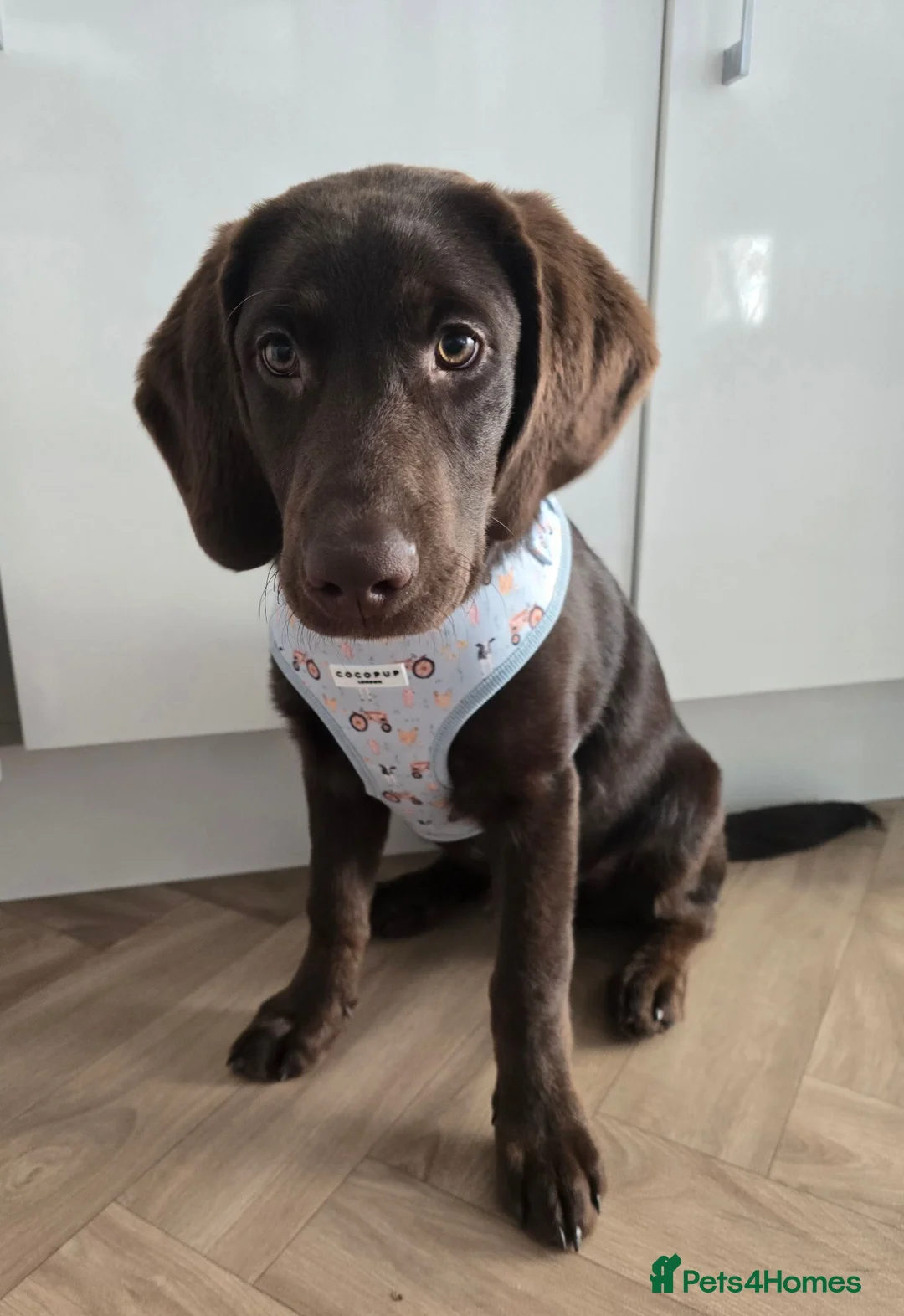 Labradoodle dogs for sale: 4 month old labradoodle - Advert 1