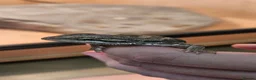 Bearded Dragon reptiles for sale: Baby Bearded dragons - Advert 5