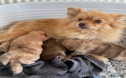 Pomeranian dogs for sale: Pomeranian puppy’s  - Image 10