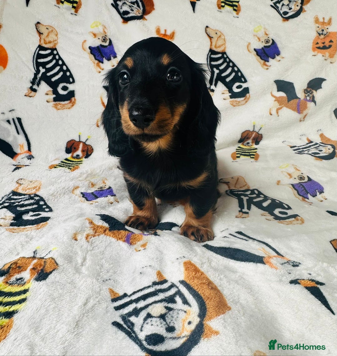 Miniature Dachshund dogs for sale: Ready NOW Stunning KC long haired mini dachshund  - Advert 10