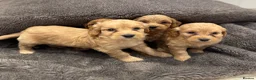 Cockapoo dogs for sale: Stunning Cockapoo puppies  - Advert 5