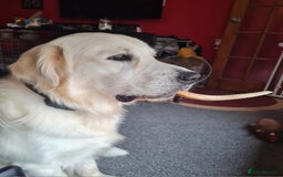 Golden Retriever dogs for sale: Stunning Golden Retriever boy - Image 3