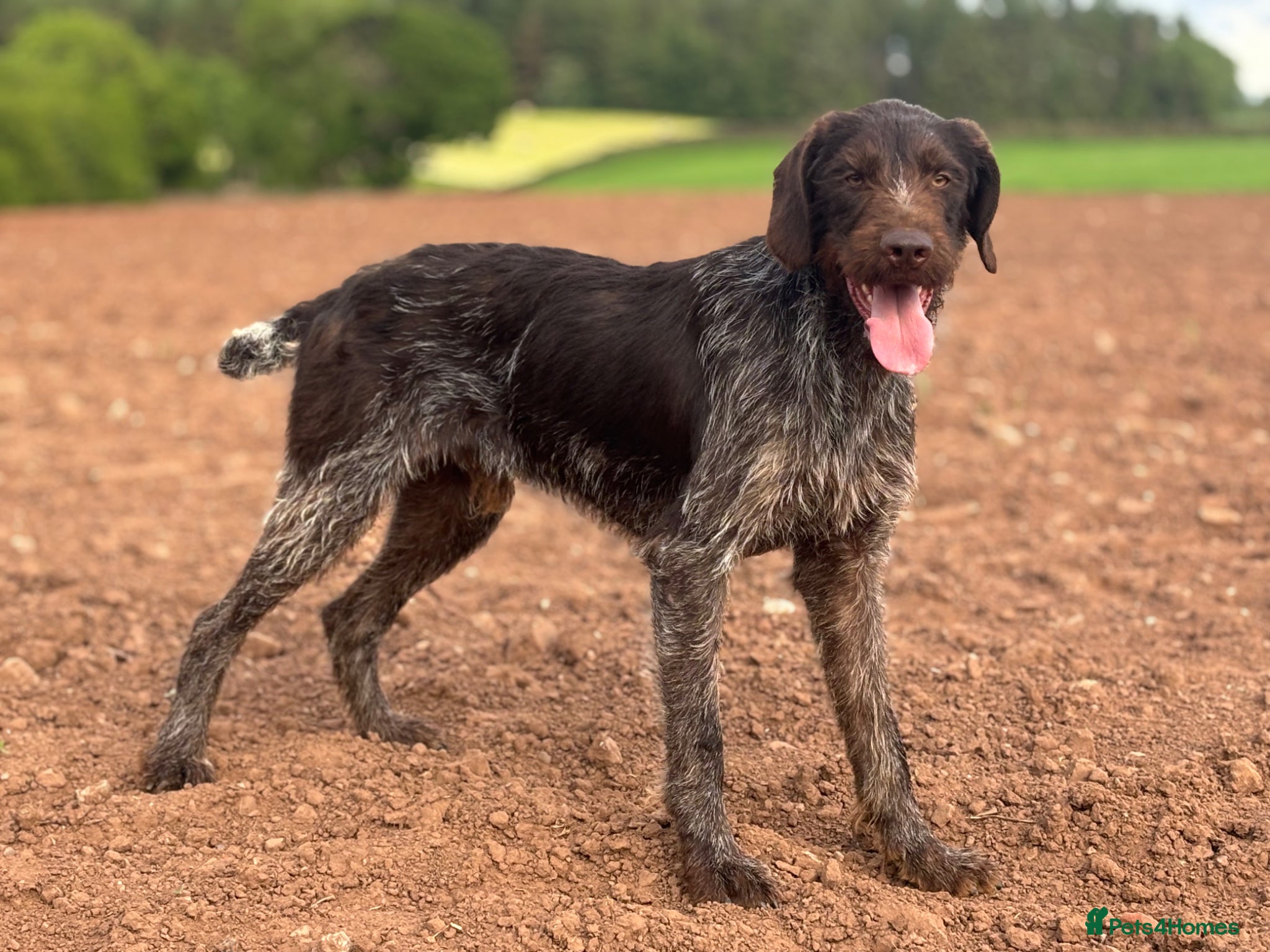 German Wirehaired Pointer dogs German Wirehaired Pointer at Stud - Advert 1