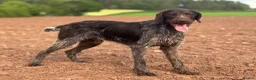 German Wirehaired Pointer dogs for stud: German Wirehaired Pointer at Stud - Advert 8