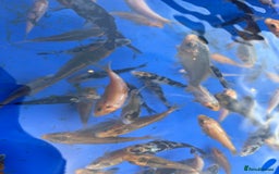 Koi Carp fish for sale: Koi carp 2-3 inches - Image 2
