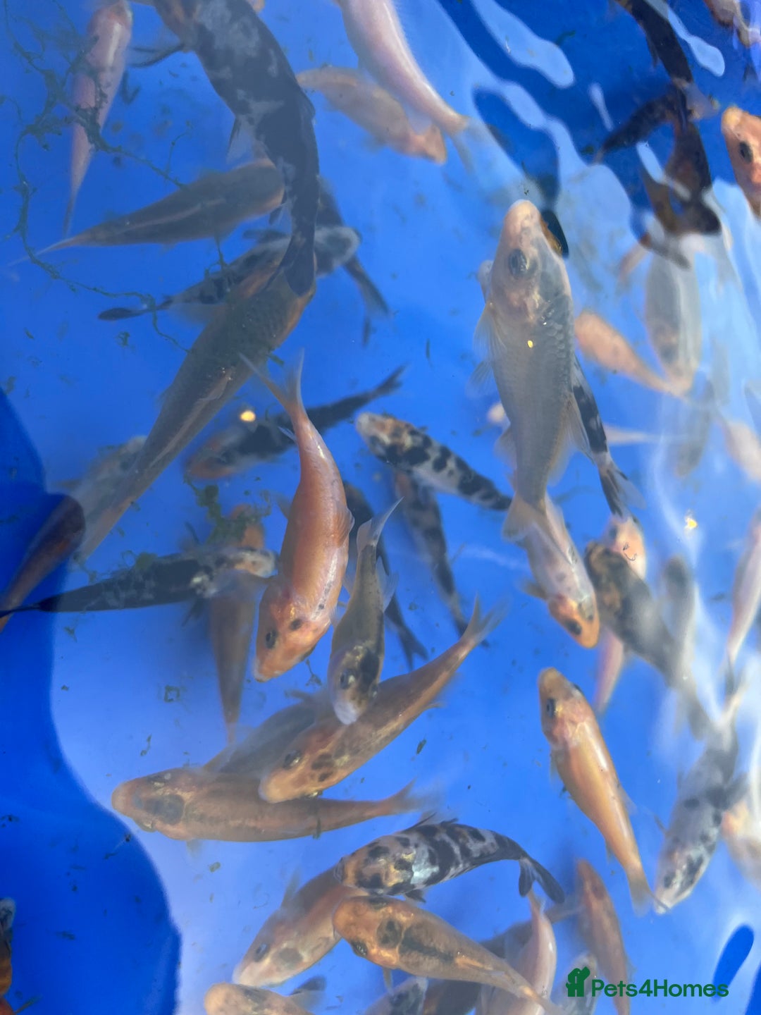 Koi Carp fish for sale: Koi carp 2-3 inches - Image 2