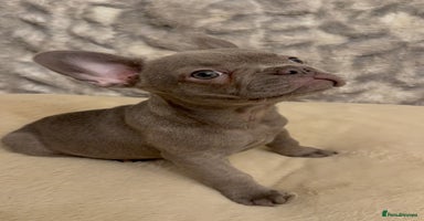 French Bulldog dogs - Advert 6