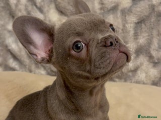 French Bulldog dogs - Advert 4