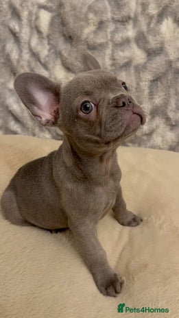 French Bulldog dogs - Advert 3