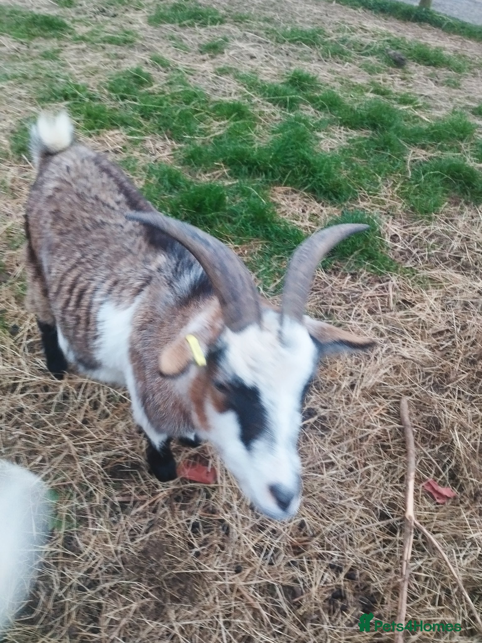 Goats livestock Two.pigmy goats for.sale - Advert 8