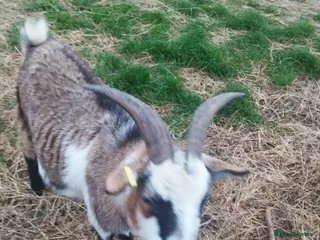 Goats livestock Two.pigmy goats for.sale - Advert 8