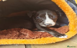 Whippet dogs for sale: Pure bred whippet puppies - Image 6