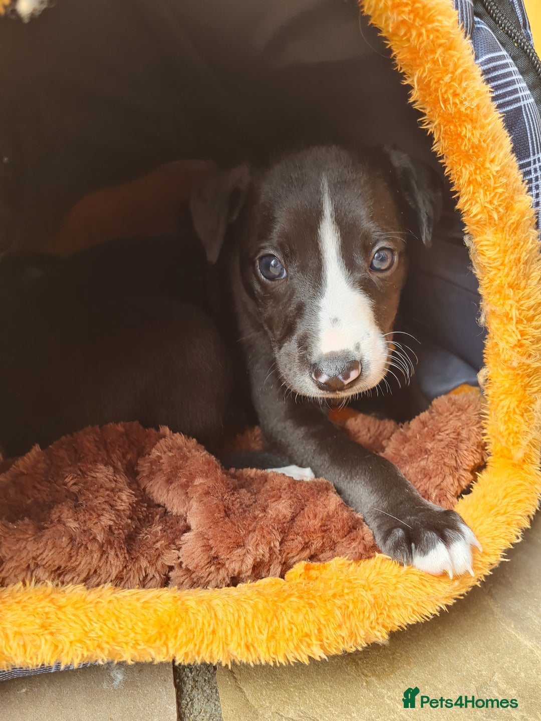 Whippet dogs for sale: Pure bred whippet puppies - Image 6