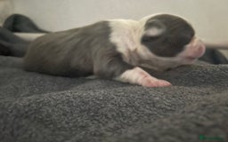 Boston Terrier dogs for sale: Bostons of Scotland  - Image 4