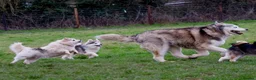 Pomsky dogs for sale: Micro F4 blue pomsky pup's  - Advert 28