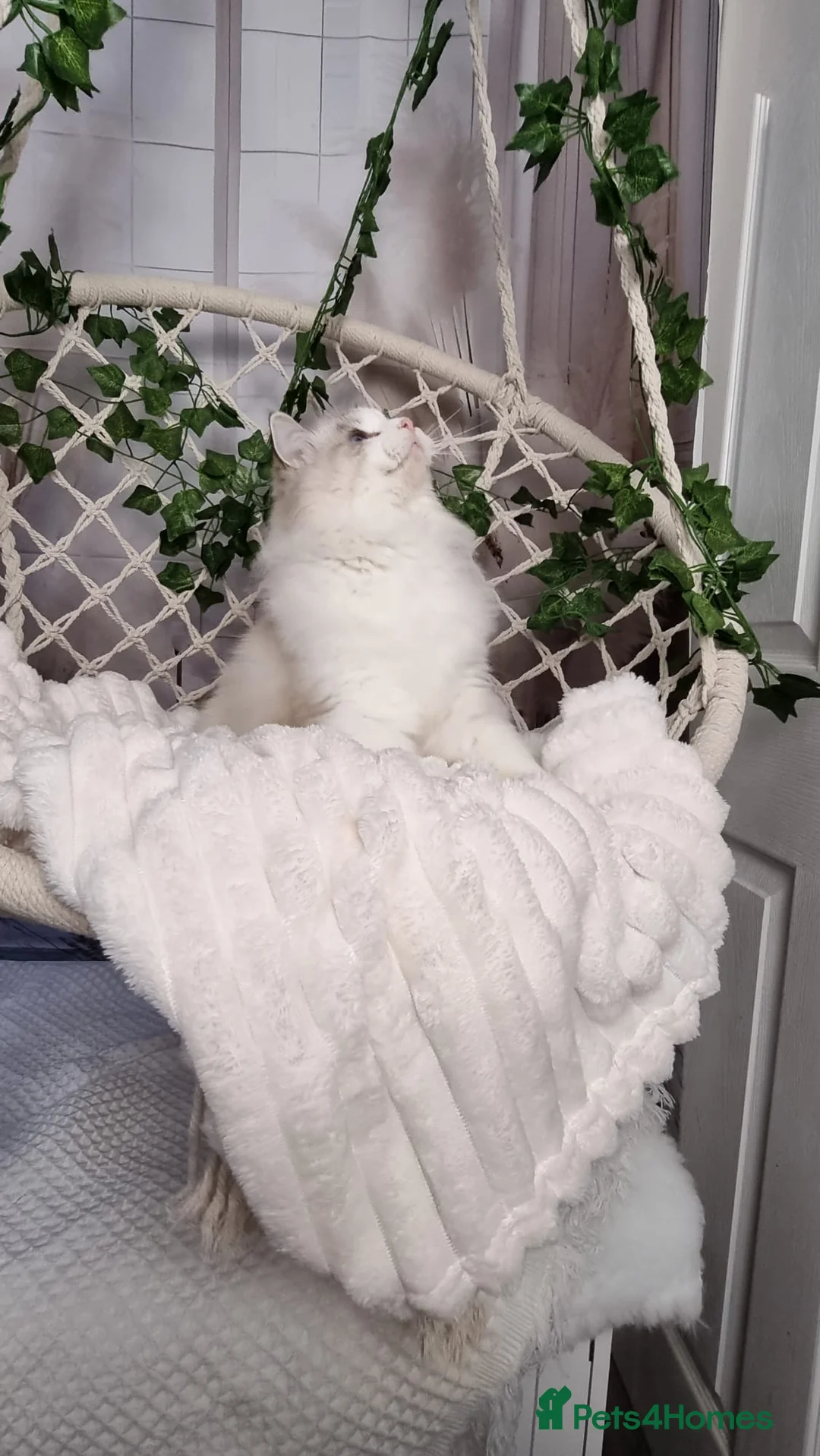 Ragdoll cats for sale: Exceptional Tica Registered Ragdoll Kittens - Advert 14