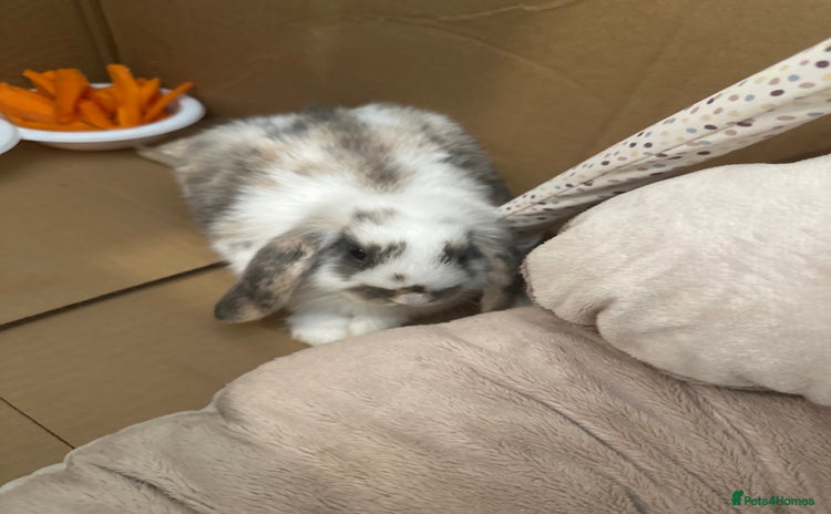 English Lop rabbits - Advert 1