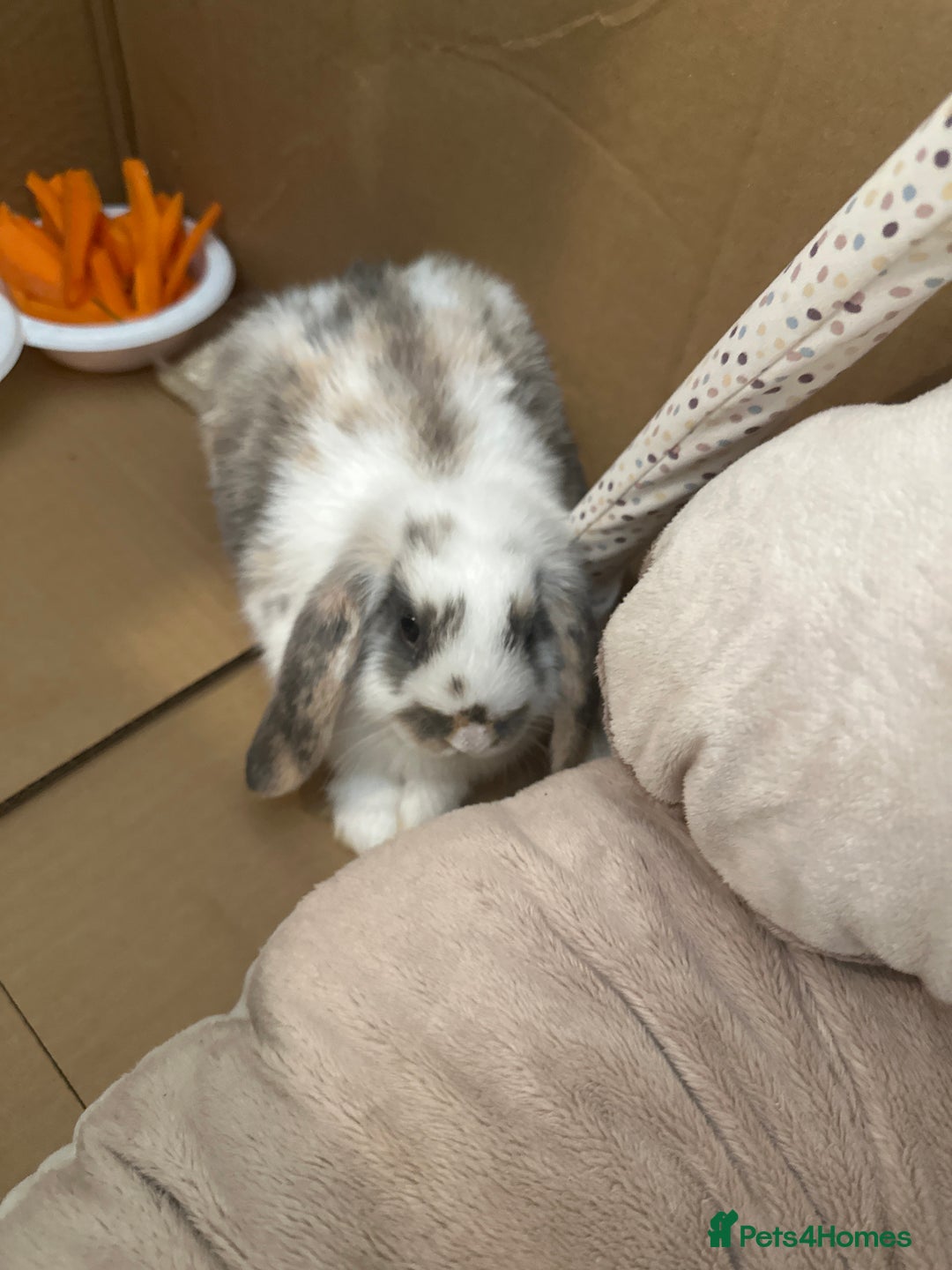 English Lop rabbits for sale: BUNNY - Image 1