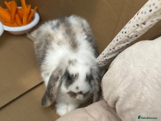 English Lop rabbits - Advert 9