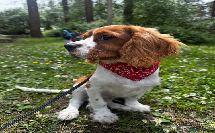 Cavalier King Charles Spaniel dogs - Advert 2
