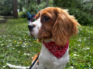 Cavalier King Charles Spaniel dogs 11 month King Charles Cavalier - Advert 3