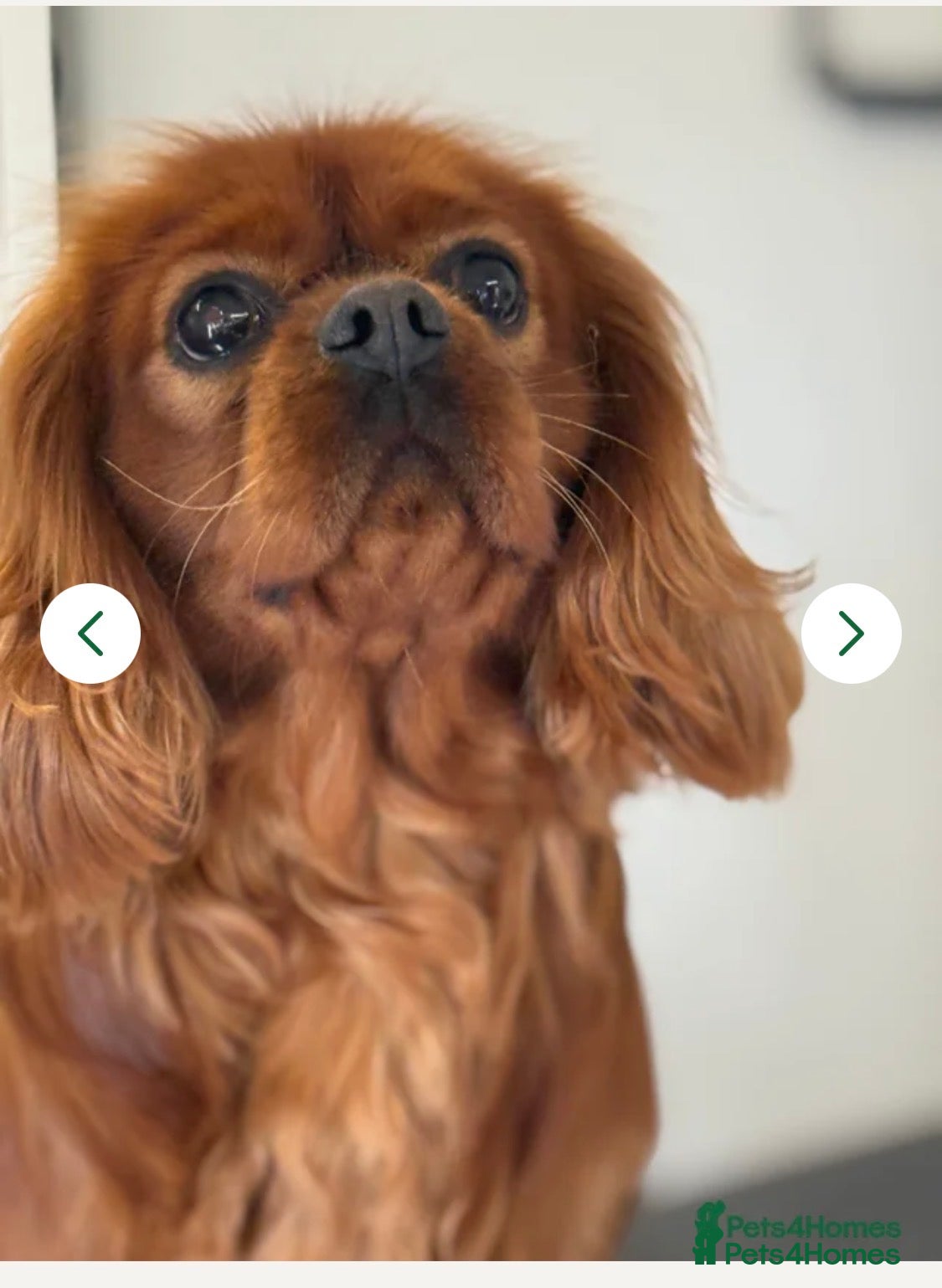Cavachon dogs Gorgeous Boy Cavachon  - Advert 2