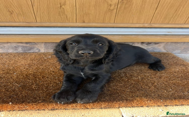 Cocker Spaniel dogs - Advert 10