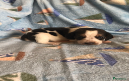 Beagle dogs for sale: 💕Health tested beagle puppies 💕 - Advert 7