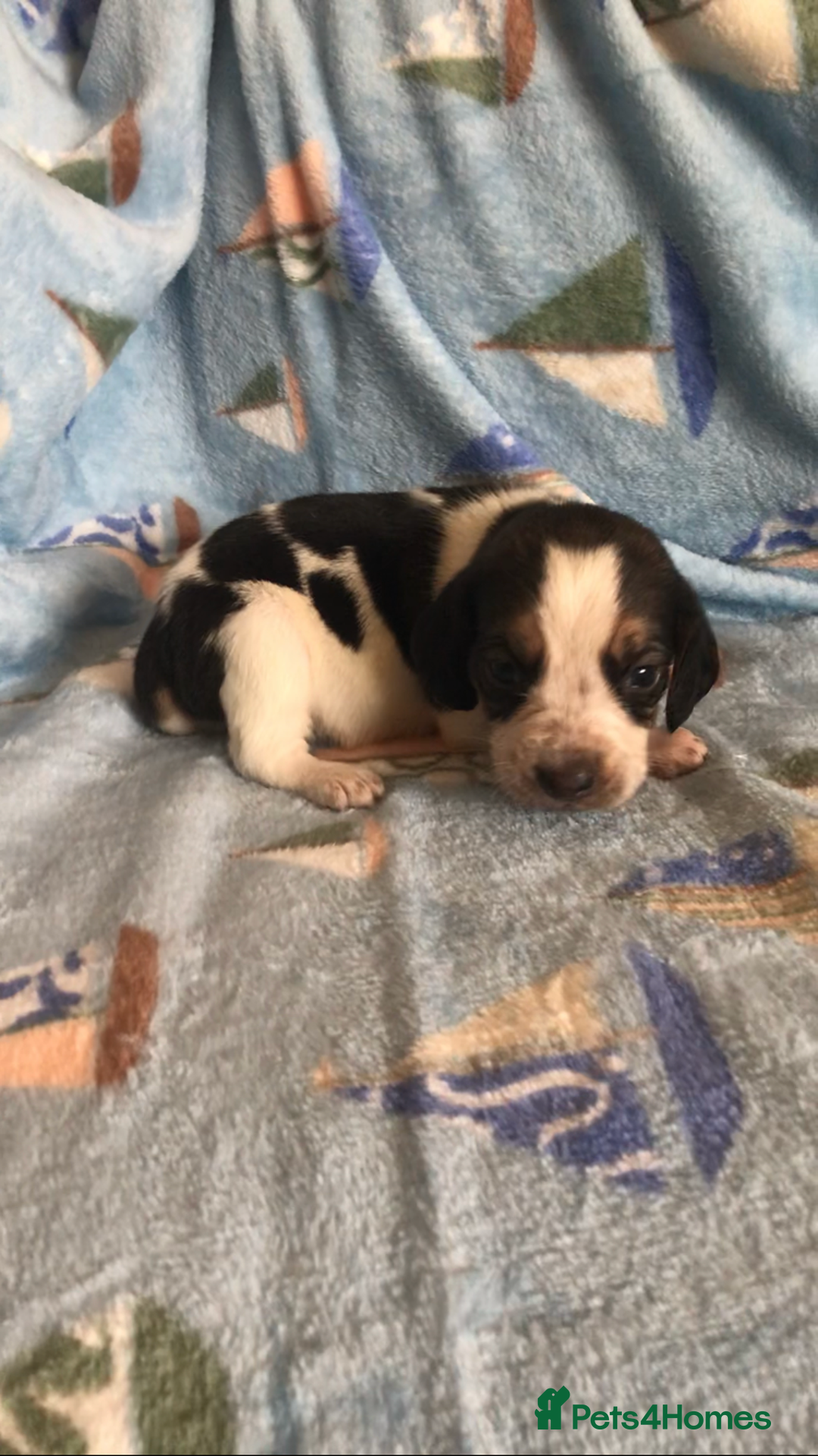 Beagle dogs for sale: 💕Health tested beagle puppies 💕 - Advert 7