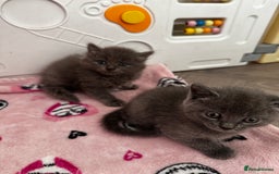 British Shorthair cats for sale: Beautiful British Shorthair Kittens - Image 3