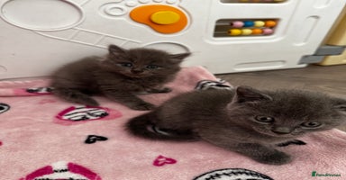 British Shorthair cats - Advert 10
