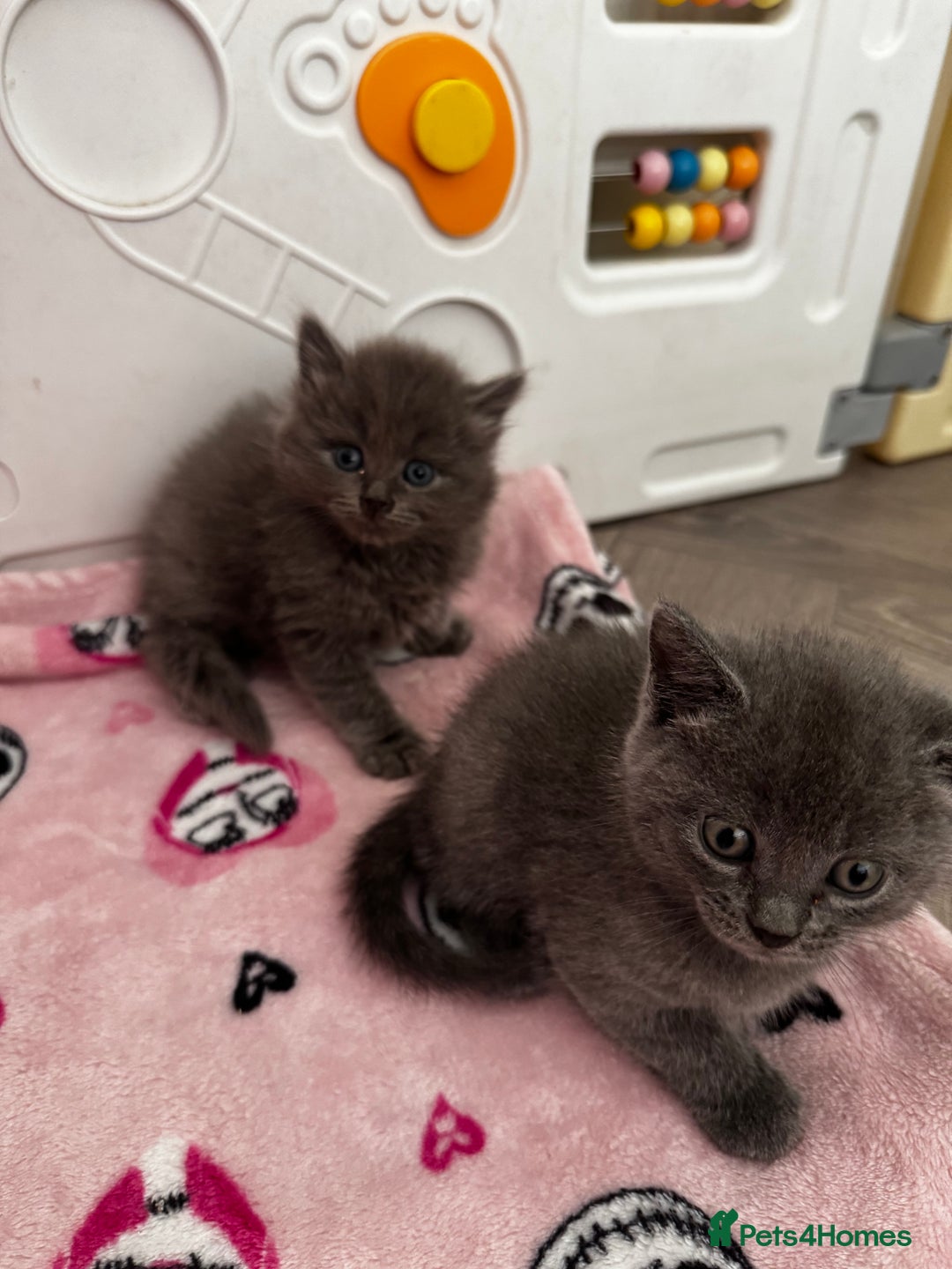 British Shorthair cats for sale: Beautiful British Shorthair Kittens - Image 3