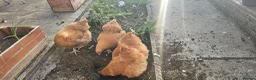Chickens poultry for sale: Buff orpington chickens for sale - Advert 4
