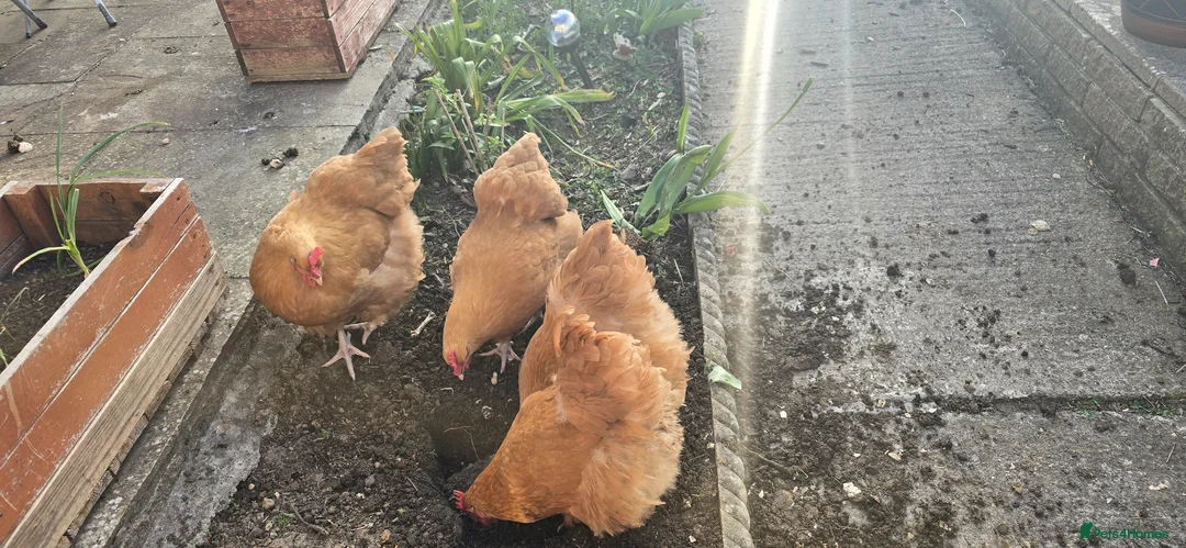 Chickens poultry for sale: Buff orpington chickens for sale - Advert 4